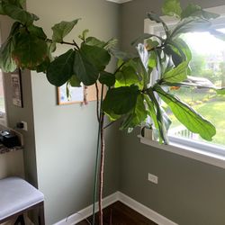 Feddle leaf Fig Plant 