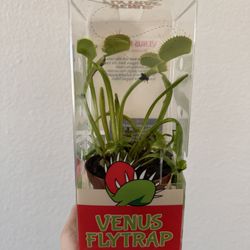 Venus Flytrap Plant