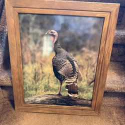 framed art print/photograph of a wild turkey