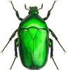 Beetle