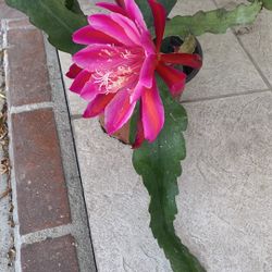 Epiphyllum 30$