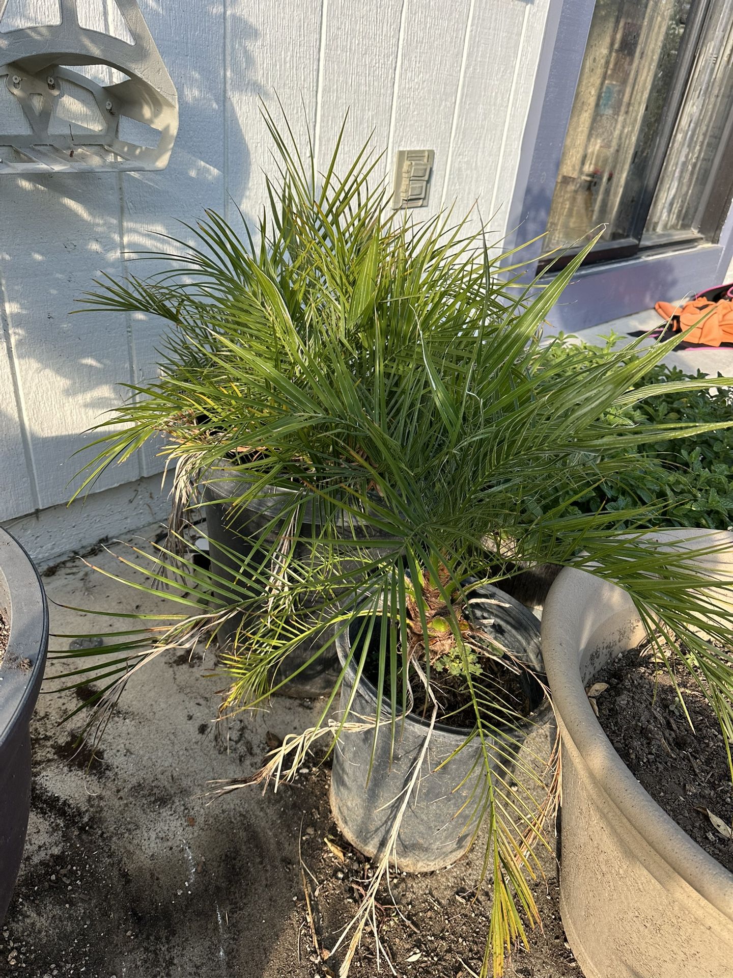 palm plant