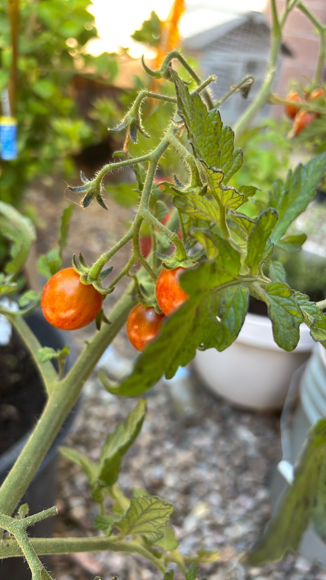 Chocolate Sprinkle Tomato Plant Large In Big Pot