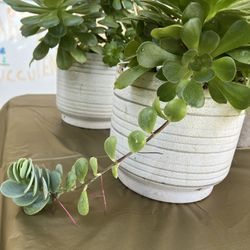 Succulent Plant Arrangements New White Ceramic Pots