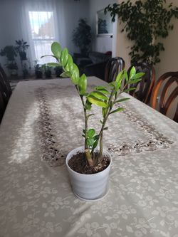 Zamioculcas. Zz plant