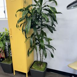  6ft, 10 inch Plant-self Watering Pot