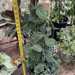 Live art plant!! Huge/full/lush Silver Satin Pothos - Scindapsus - exact plant (10” pot) 95820