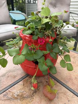 Beautiful Large Strawberry Pot. Very Prolific