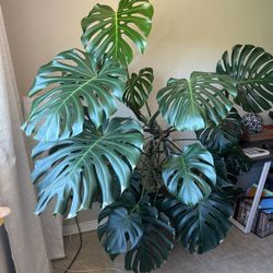 Massive Monstera Deliciosa