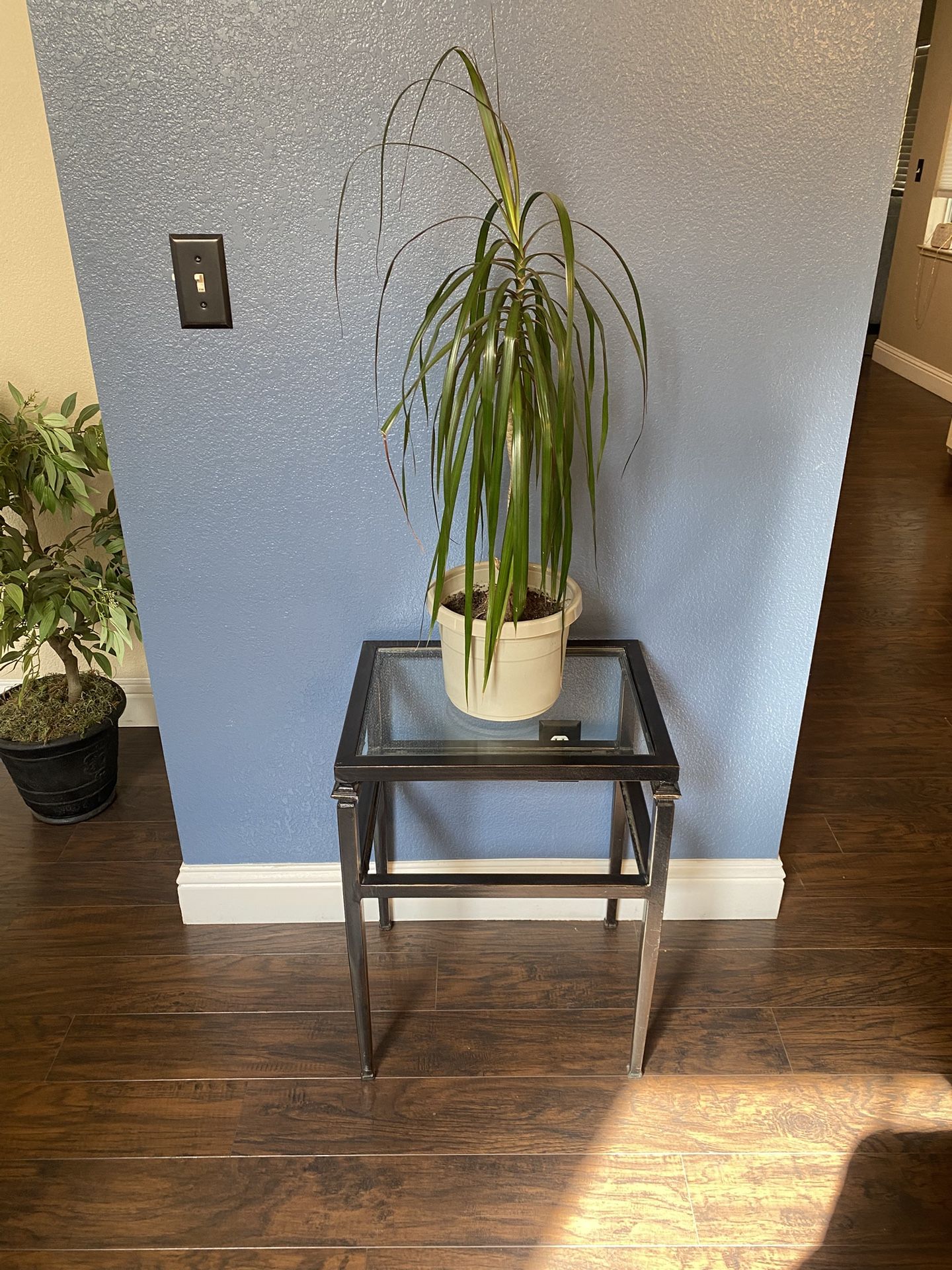 Real Plant & Stand Table