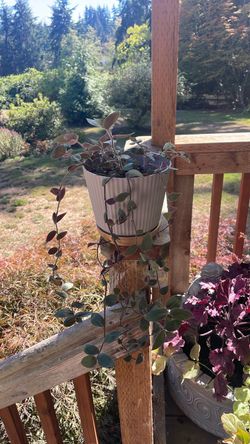Wandering Jew