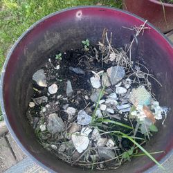 If you’d like anything here, send me a message—I’m located near Exit 12 off I-485. The potted plants will grow back: the large pot contains spearmint,