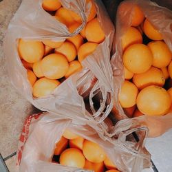 Fresh picked organic oranges 