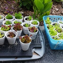 Lettuce Starter Plants