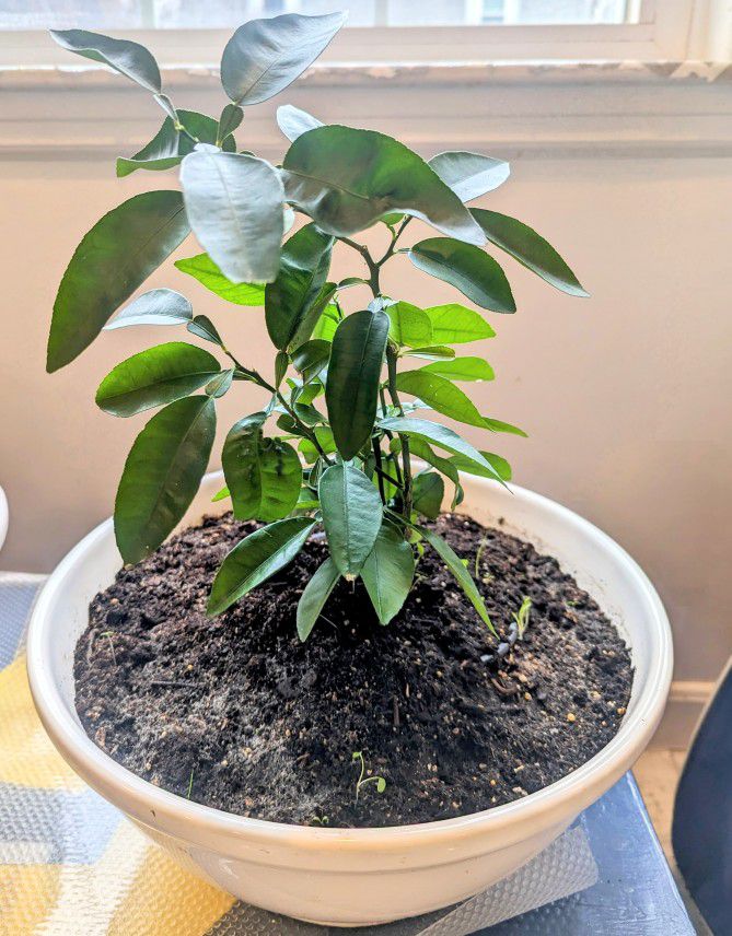 Citrus Plant With A Ceramic Pot