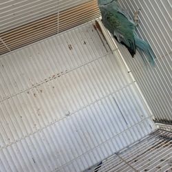 Nests And Cages And Wire Farm Stuff