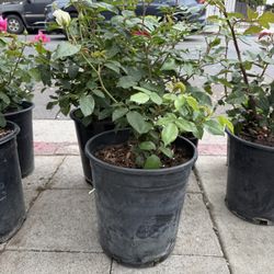 Rose Plant - 5 Gallon 