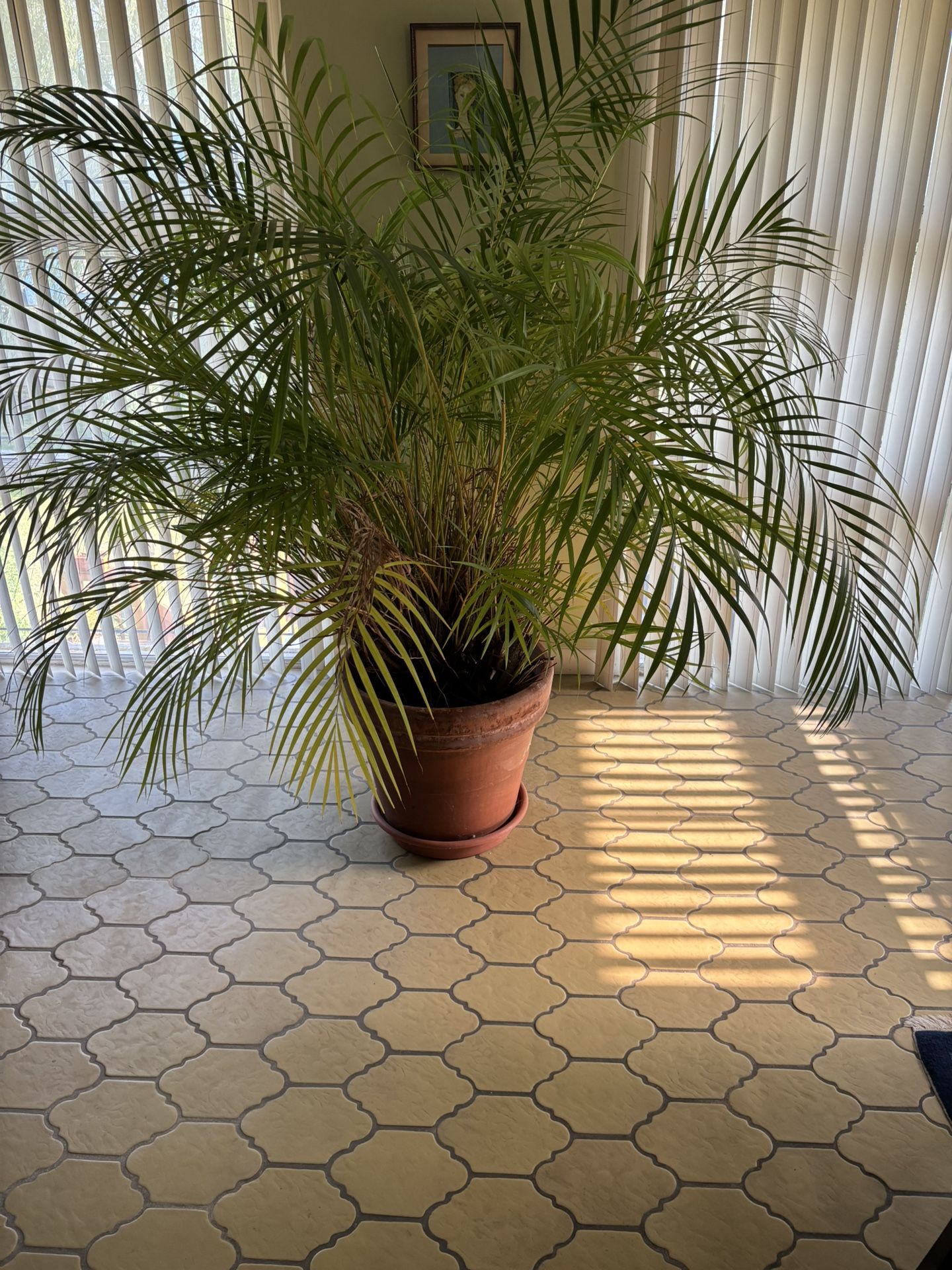 Palm Plant w/ Big Clay Pot