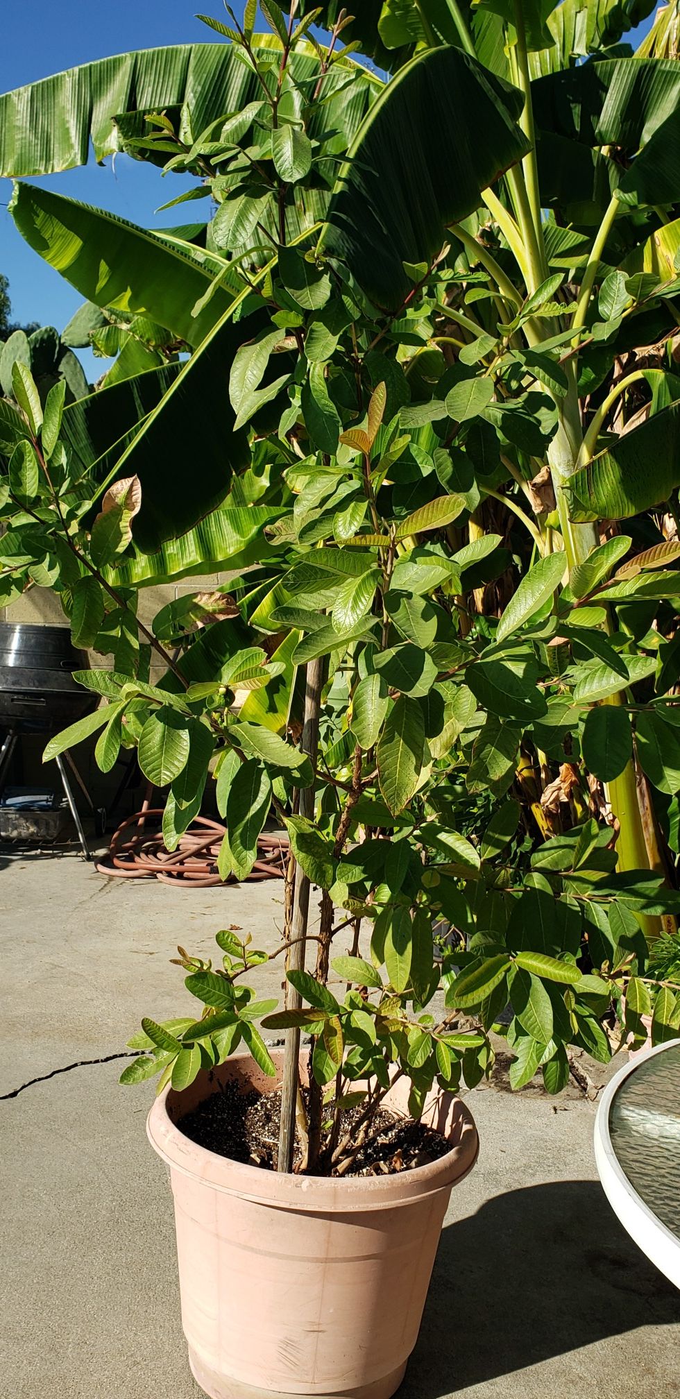 Guava guayaba tree