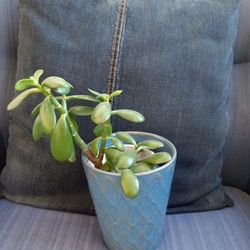 Jade Plant 