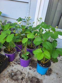 Healthy Sweet Sunrise Strawberry Plants! Perennial Vareity! 2026 SEASON EARLY RELEASE!