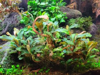 Aquarium plants: Bucephalandra