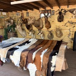 Real Cowhides And Cool Mounts 