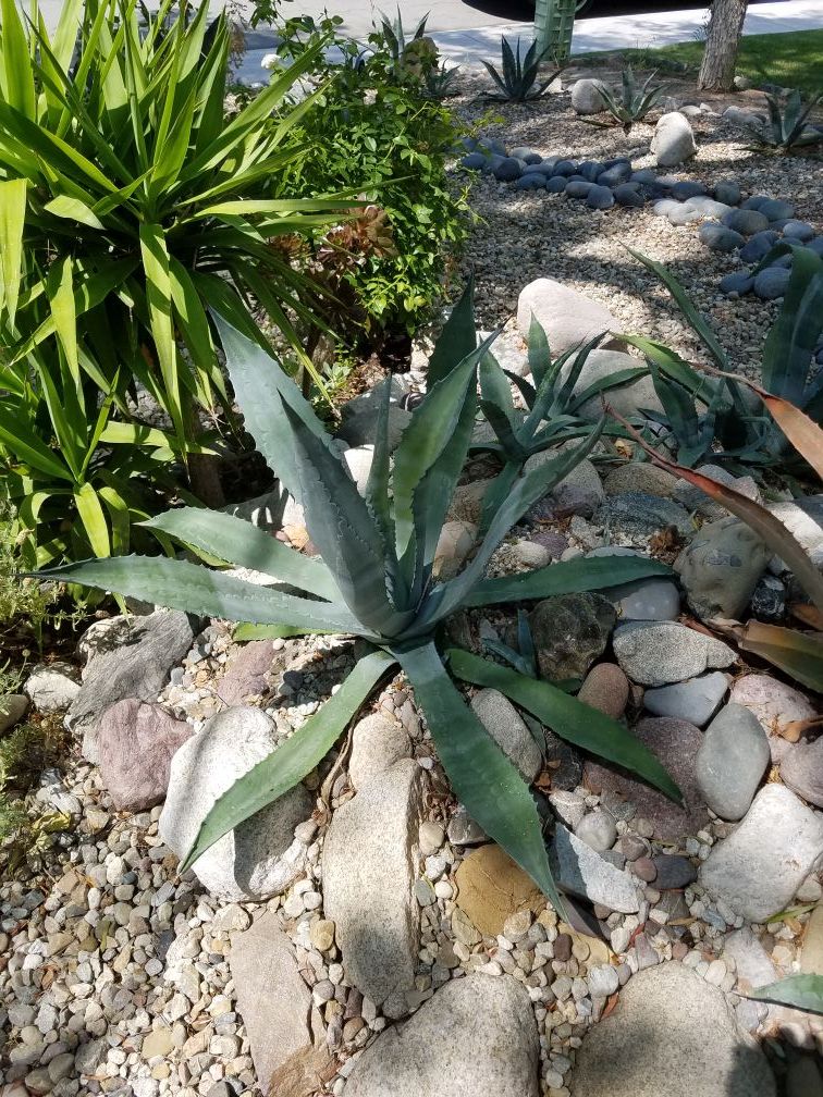 AGAVE