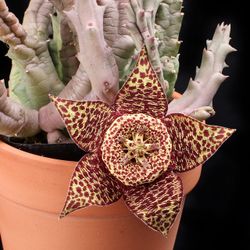 6” variegated orbea