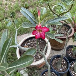 Desert rose