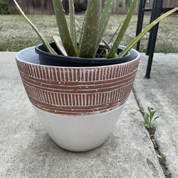 Blooming Aloe Vera And Pot