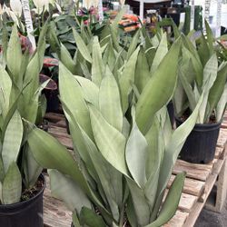 Sansevieria Moonshine - 3gl