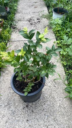 Blueberry bush