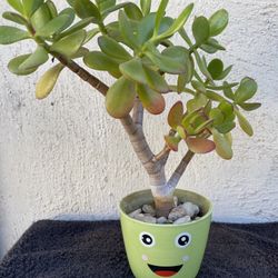 Jade Plant