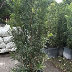 Podocarpus- 7gl