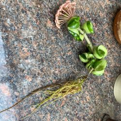 Hoya Compacta Hindu Rope Cutting About To Bloom