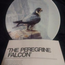 The Peregrine Falcon Collectors Plate