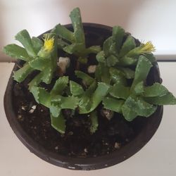 Faucaria Succulent Plant