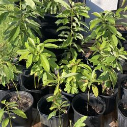 Plants!!!  Mango/papaya/lemon 