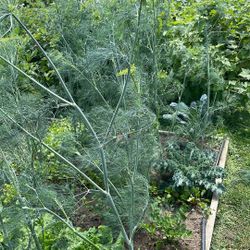 Dill