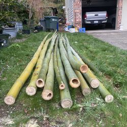 Cut Timber Bamboo