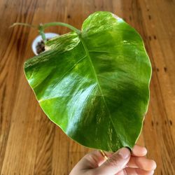 Monstera Aurea Marmorata plant