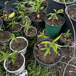 Nectarine 🍑 Plants 🌱 