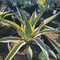 Agave Arizona Star