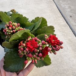 Kalanchoe Red Double Flowers 