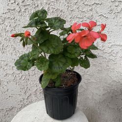 1 Gallon Pot - Horseshoe Geranium - Pelargonium Zonale - Indoor Outdoor Plant - Hot Pink Flowers - Established Plant - Drought Resistant - 🪴🌷🪴