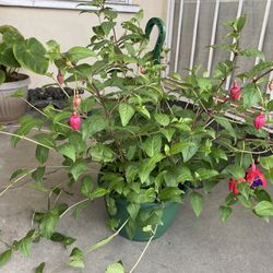 Fucsia Blooming Big Flowers Plant, Is Big Plant. In 12 Inch Hanging Por Pick Up Only