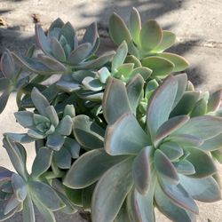 Beautiful Fredh Sicculents