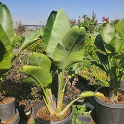 Gigante Bird Of Paradise 