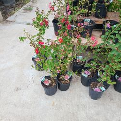 Crape Myrtle Trees 1gallon 2.5 Ft Tall..